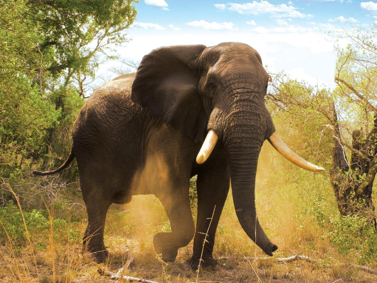 Tembe Elephant Park Lodge Sihangwane Exteriör bild